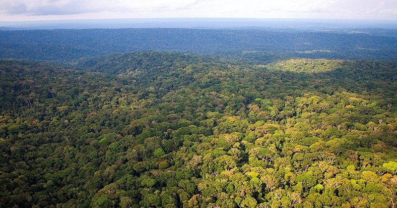 Second largest rainforest on earth – Central Africa © Elephant Listening Project