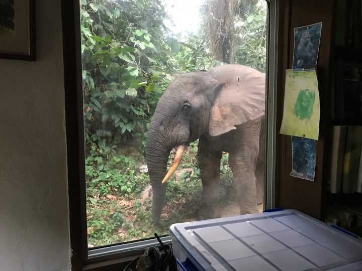 Choco at the laboratory window © ELP