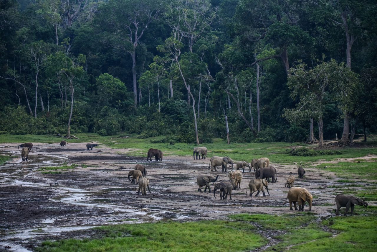 Dzanga Bai - my paradise © Anahita Verahrami