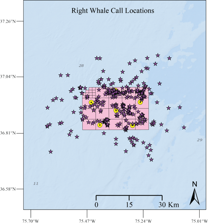 Acoustically located North Atlantic right whales within the wind energy area recording array.