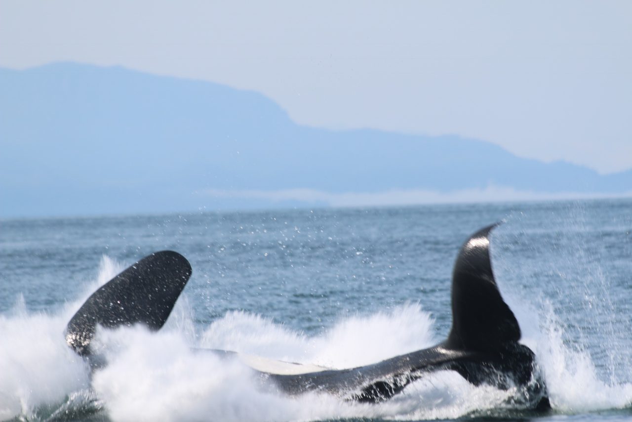 Humpback whales breach for many reasons, but one theory is that whales are more likely to jump out of the water in response to vessel activity