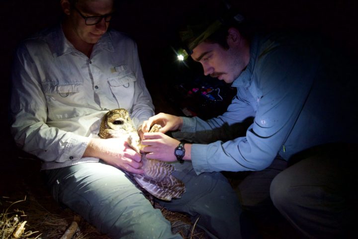 Connor Wood GPS tagging a spotted owl