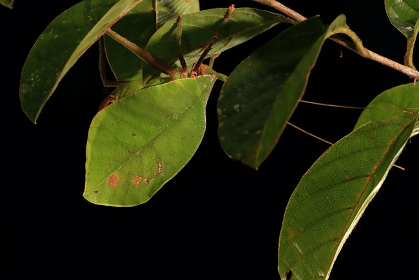 This katydid is one small component of the Panamanian soundscape. AI can be used to detect and study animals from insects to elephants. (Photo: Christian Ziegler).