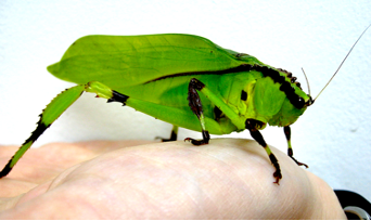 Insects are fundamental components of terrestrial food webs.