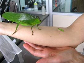 This picture shows the largest and smallest katydid species found in a rainforest in Panama.