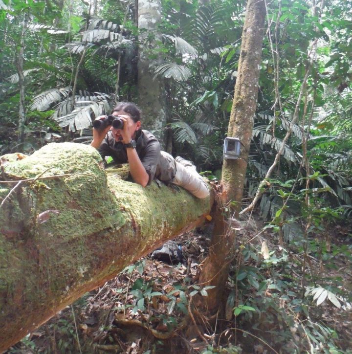 A normal day of camera trap maintenance and adventures in Gabon