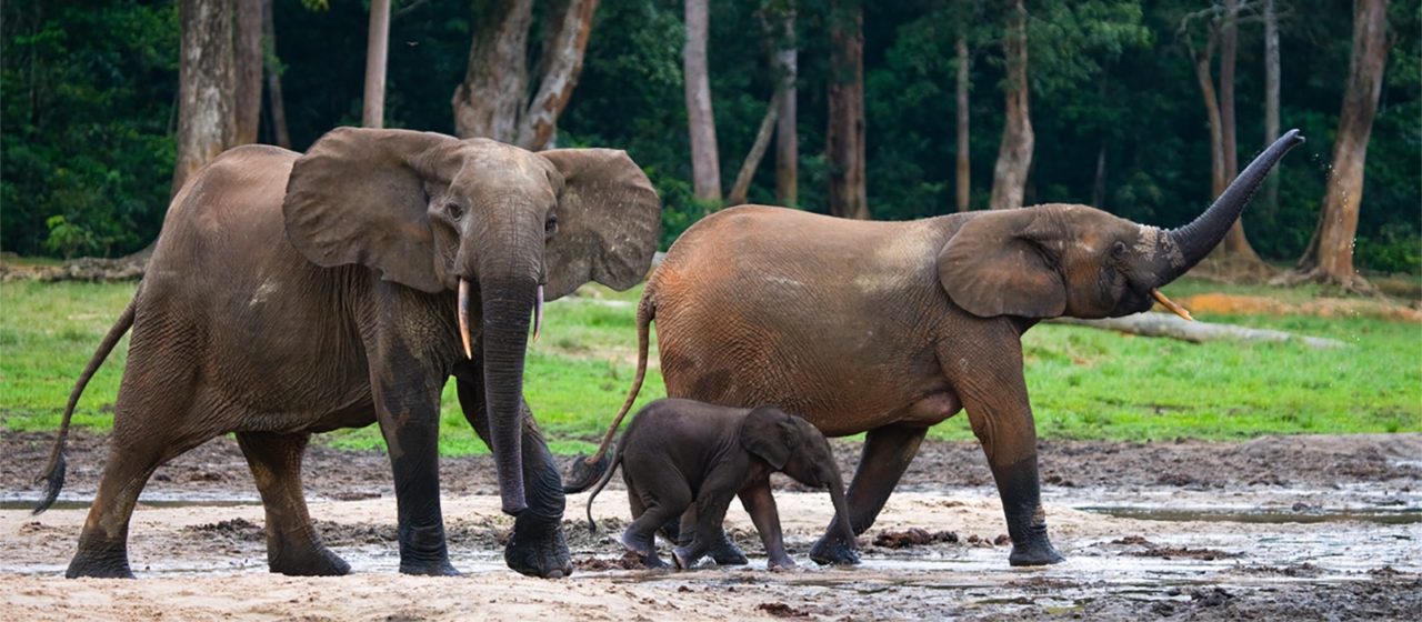 Two adult elephants and one young