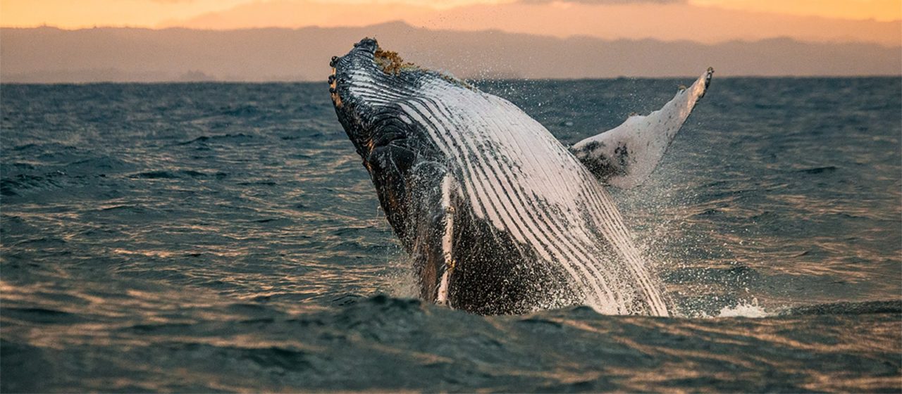 Humpback whale jumping out of the water