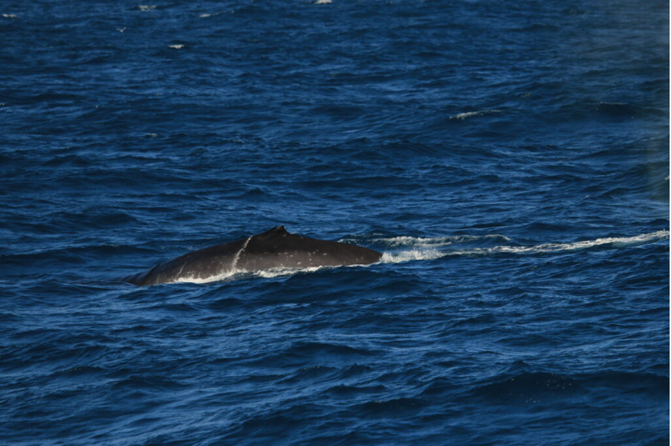 Figure 8. Fin whale spotted while on our first HALO survey. Photo: Leigh Torres, NOAA/NMFS permit # 21678
