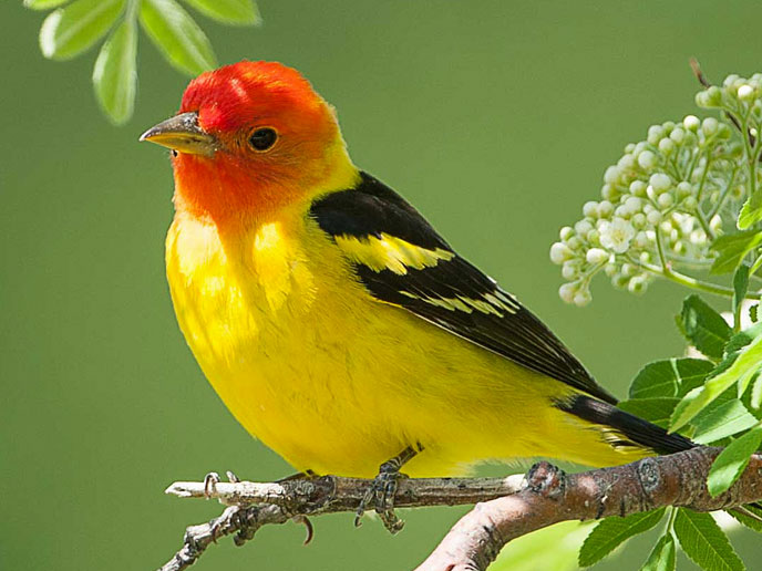 Western Tanager by Wandering Sagebrush