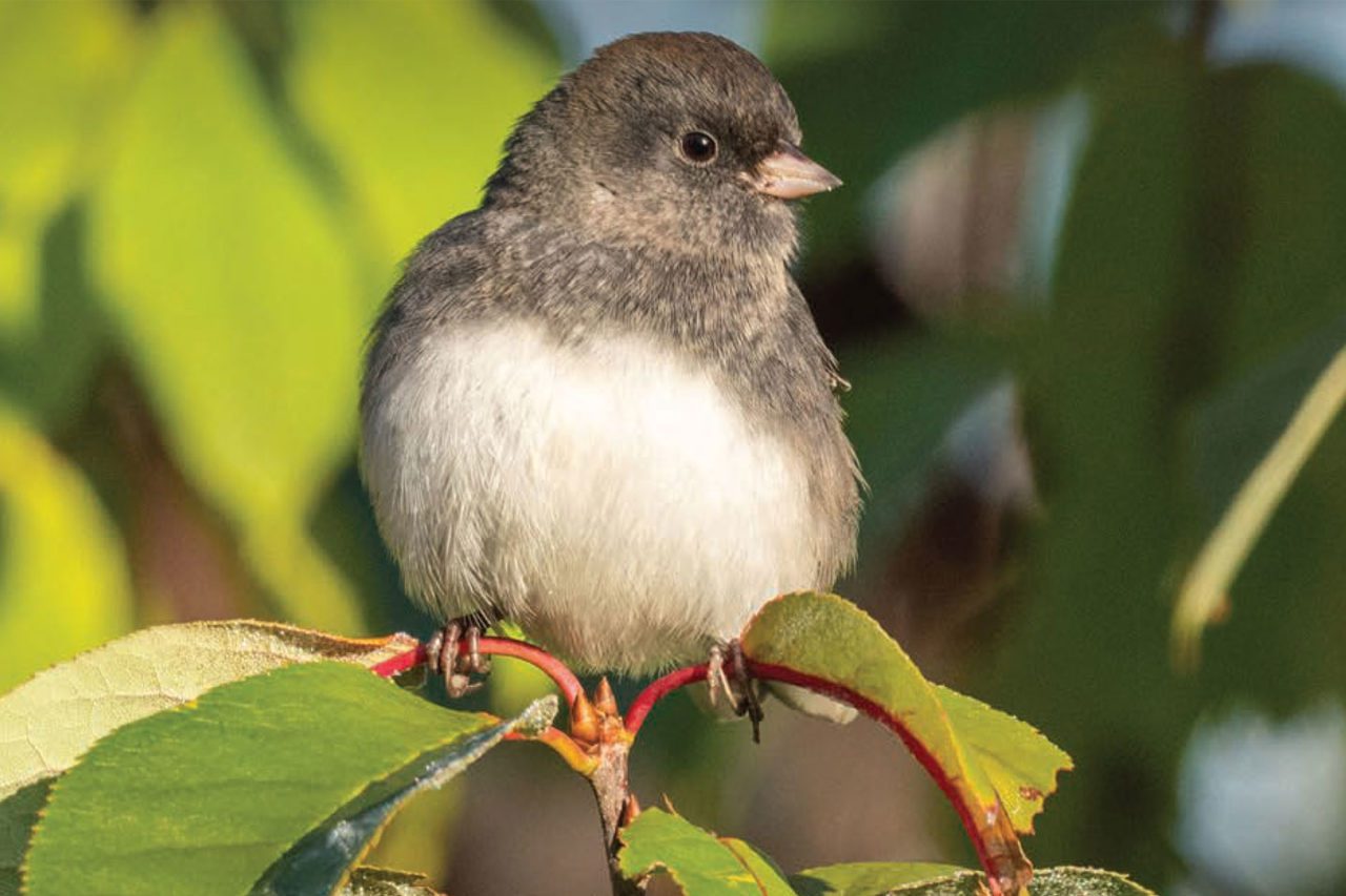 Dark-eyed Junco on branch