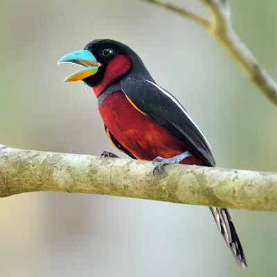 Black-and-red Broadbill by Paul Maury/Macaulay Library.