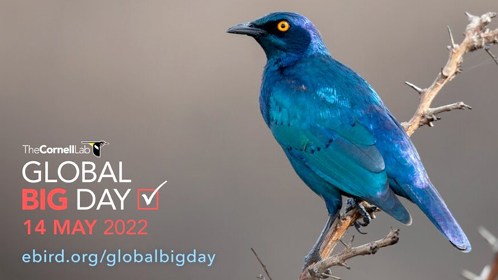 Greater Blue-eared Starling by Niall D Perrins/Macaulay Library.