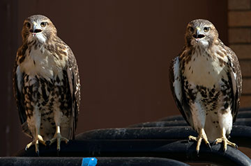 Red-tailed Hawk siblings N1 (left) and N2 sitting on the Bradfield Hall bike rack. Photo by Cynthia L. Sedlacek. Click image for larger view.
