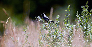 Bobolink on university grasslands. Photo by Jessica Suarez.