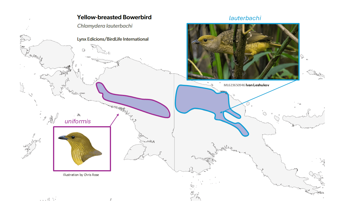 A map of New Guinea showing the approximate ranges of the two groups of Yellow-breasted Bowerbird Chlamydera lauterbachi.