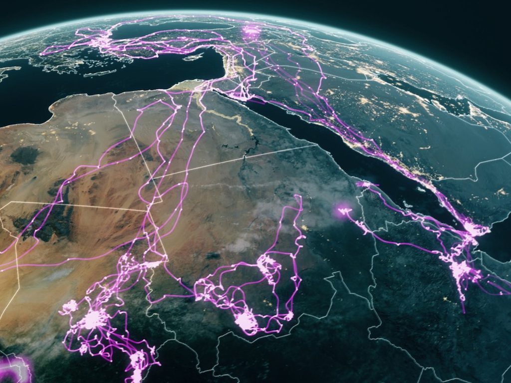 Migration routes of four Egyption Vultures set on map of North West Africa and the Middle East.