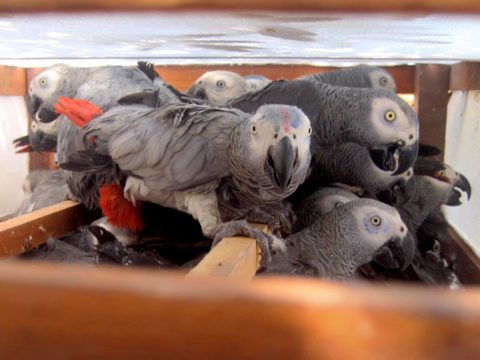 Captive Grey Parrots