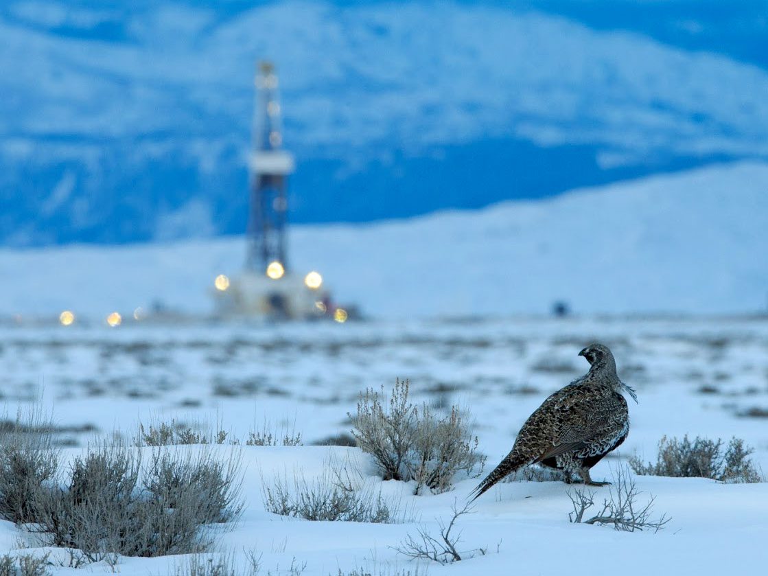 Greater Sage-Grouse in winter scape, Sublette County, Wyoming.