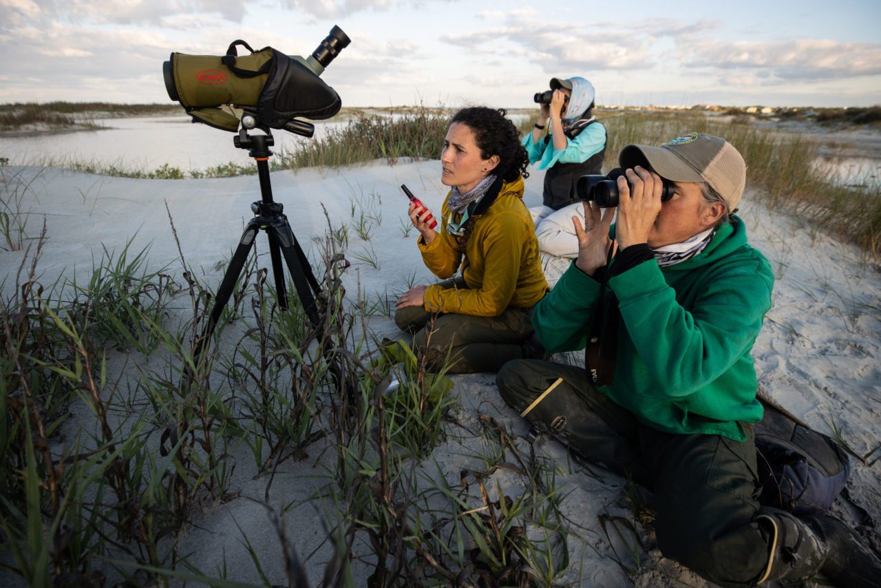 Maina Handmaker (R, USC), Janet Thibault (L, SCDNR), and Dr. Abby Sterling (Manomet) watch the capture zone of a cannon-netting setup, waiting for Whimbrel to arrive.