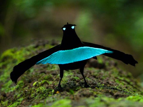 Photo of the courtship display of the Vogelkopf Lohorina Bird-of-Paradise,
