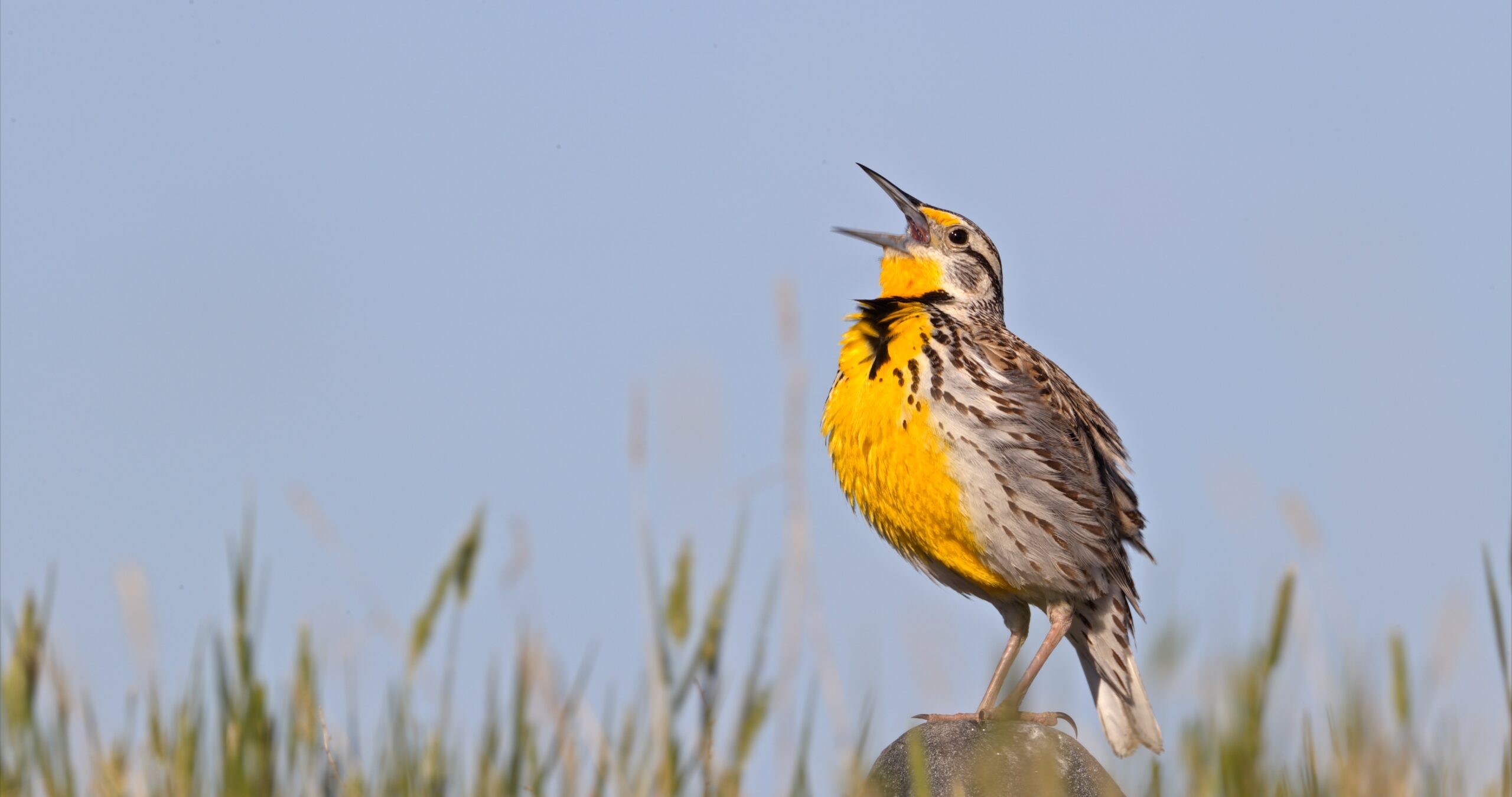 A Western Meadowlark sings while perched on a rock