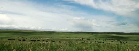 Cattle grazing on green grass