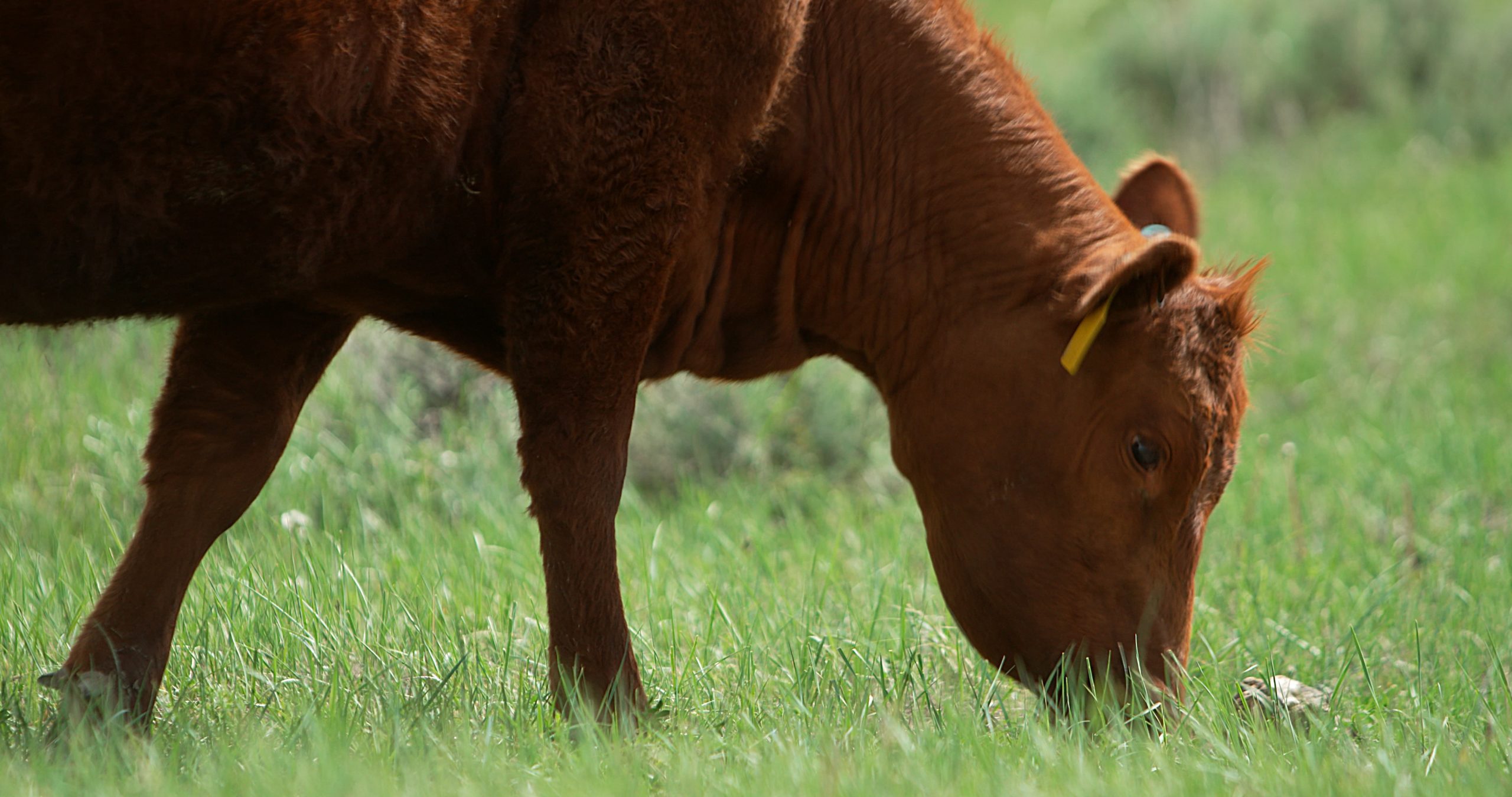 A brown cow grazing on grass