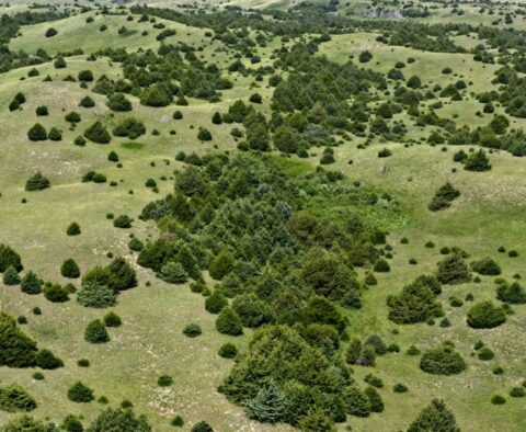 Trees growing in grasslands