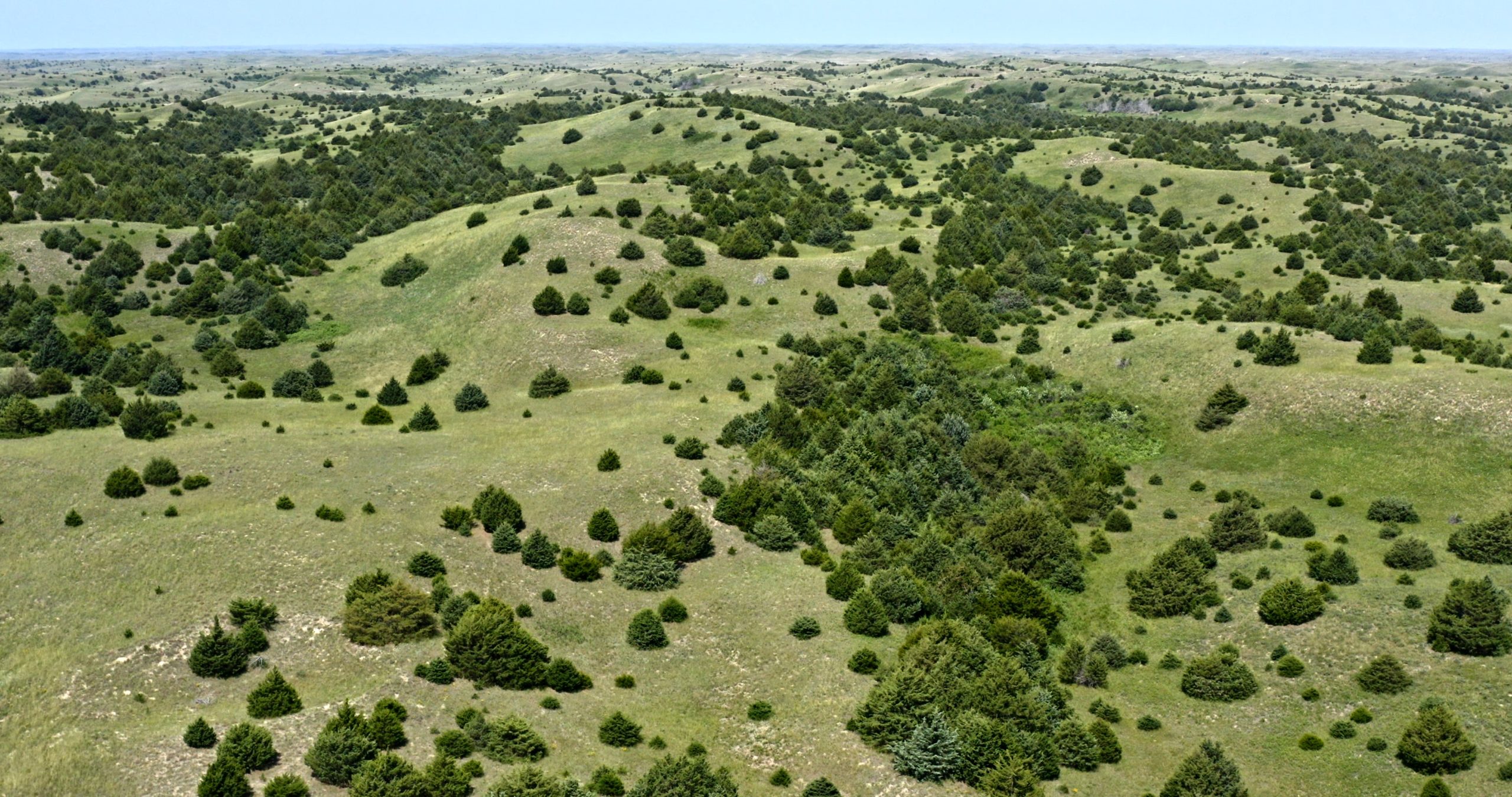 Cedars growing across grasslands