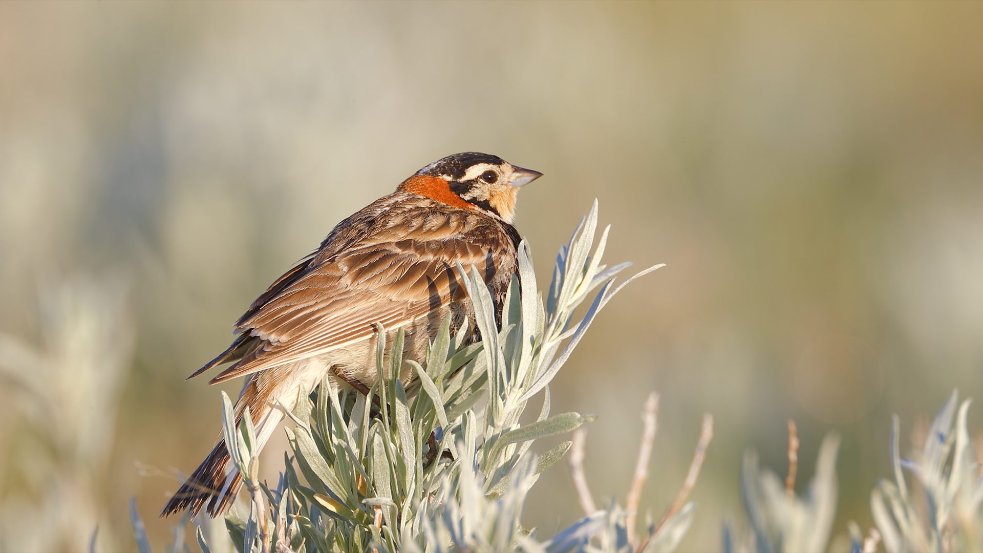 A Chestnut-collared Longspur perches on sagebrush