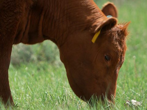 A brown cow grazing on grass