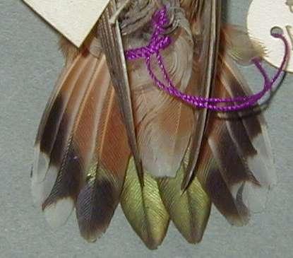 Allen's Hummingbird female tail no data CU5417 387a.jpg (19416 bytes)