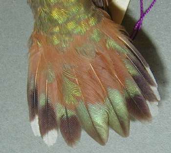Allen's Hummingbird female tail no data CU5417 388a.jpg (16830 bytes)
