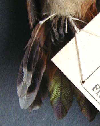 Allen's Hummingbird prob female tail no data CU5416 391a.jpg (16396 bytes)