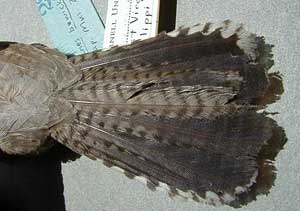 BewWrenWVtailthmb.jpg (11257 bytes)