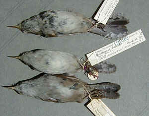 BewWrenseriesthmb.jpg (20126 bytes)