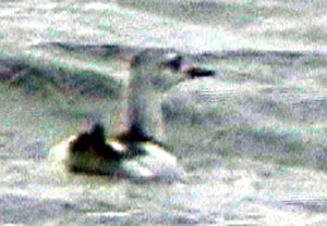 Black-Guillemot-028aw.jpg (21288 bytes)