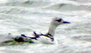 Black-Guillemot-033aw.jpg (12830 bytes)