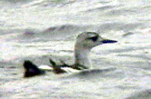 Black-Guillemot-047aw.jpg (18282 bytes)