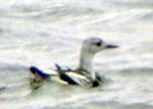 Black-Guillemot-048aw.jpg (14146 bytes)