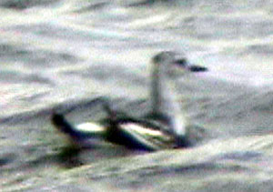 Black-Guillemot-059aw.jpg (17064 bytes)