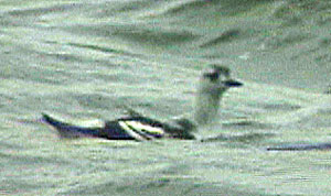 Black-Guillemot-080aw.jpg (19003 bytes)