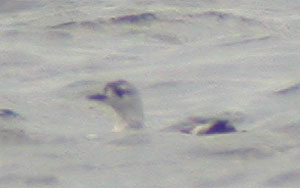 Black-Guillemot-430aw.jpg (8594 bytes)