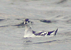 Black-Guillemot-431aw.jpg (15004 bytes)