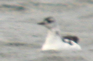 Black-Guillemot-438aw.jpg (9378 bytes)