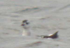 Black-Guillemot-440aw.jpg (8433 bytes)