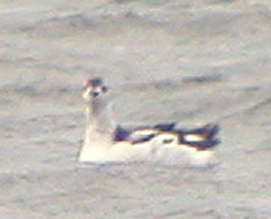 Black-Guillemot-443aw.jpg (11984 bytes)