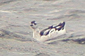 Black-Guillemot-447aw.jpg (13975 bytes)