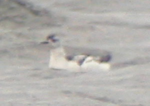 Black-Guillemot-451aw.jpg (9438 bytes)